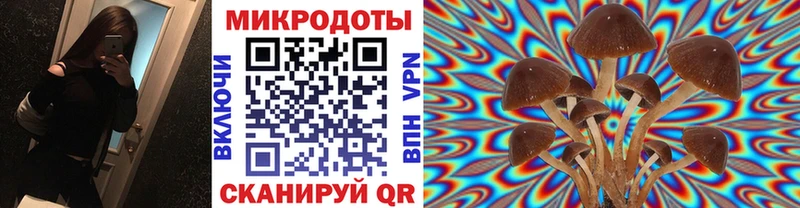 Галлюциногенные грибы Psilocybe  Светлогорск 